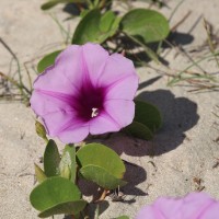 Ipomoea pes-caprae (L.) R.Br.